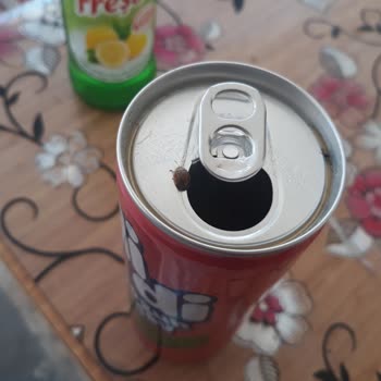 Çaykur Didi İçinden Çıkan Böcekler