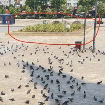 İBB - İstanbul Büyükşehir Belediyesi Kuş Alanı Yapılması