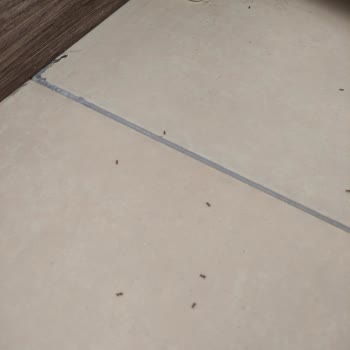 Detan Datan Karınca Yemi