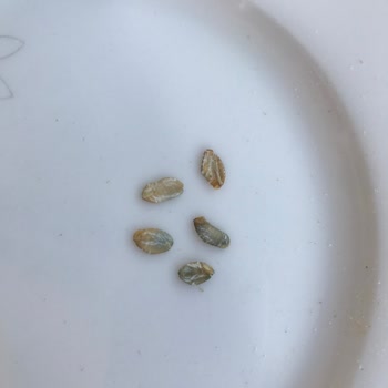 Tire Organik Gıda Ürünleri Tire Organik Ürünleri Küflü Yulaf Ezmesi Satıyor (BİM Market)