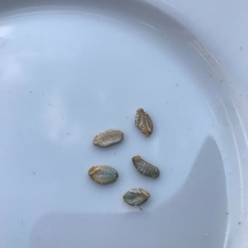 Tire Organik Gıda Ürünleri Tire Organik Ürünleri Küflü Yulaf Ezmesi Satıyor (BİM Market)