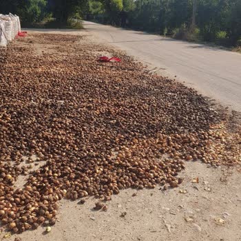 Bursa Büyükşehir Belediyesi Çöp Koku Fareler