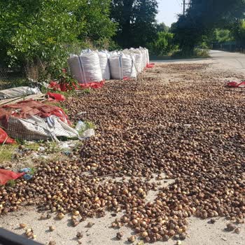 Bursa Büyükşehir Belediyesi Çöp Koku Fareler