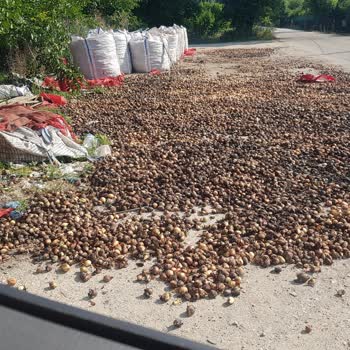 Bursa Büyükşehir Belediyesi Çöp Koku Fareler