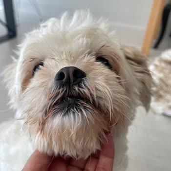 Maya Pet Otel Köpeğim Aç Ve Bakımsız Bırakıldı Köpeğimin Her Yeri İdrar İçindeydi!