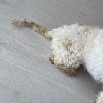 Maya Pet Otel Köpeğim Aç Ve Bakımsız Bırakıldı Köpeğimin Her Yeri İdrar İçindeydi!