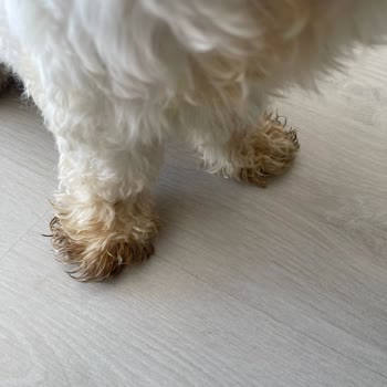 Maya Pet Otel Köpeğim Aç Ve Bakımsız Bırakıldı Köpeğimin Her Yeri İdrar İçindeydi!