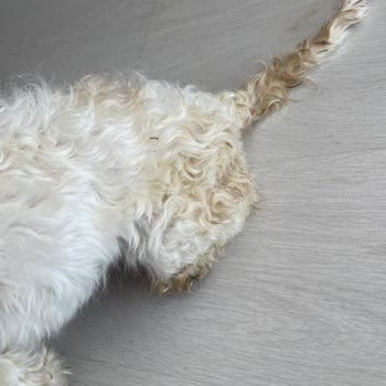 Maya Pet Otel Köpeğim Aç Ve Bakımsız Bırakıldı Köpeğimin Her Yeri İdrar İçindeydi!