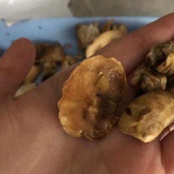 Getir Küflü Ve Çürük Mantar Skandalı