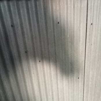 Muratlı Belediyesi Sorumsuzluk Umursamazlık