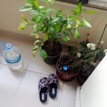 ÇiçekSepeti Çiçek Sepetinden Gelen Limon Ağacı