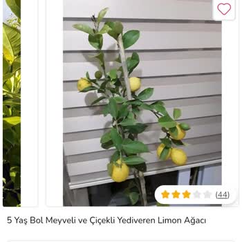 ÇiçekSepeti Çiçek Sepetinden Gelen Limon Ağacı