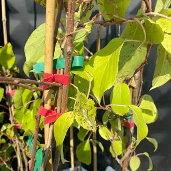 Fidan İstanbul Siparişi Sorunlu