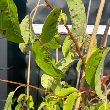 Fidan İstanbul Siparişi Sorunlu