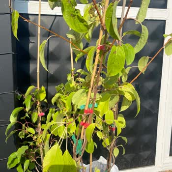 Fidan İstanbul Siparişi Sorunlu