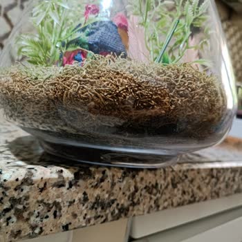 Çiçek Sepeti Kötü Yapılmış Teraryum!