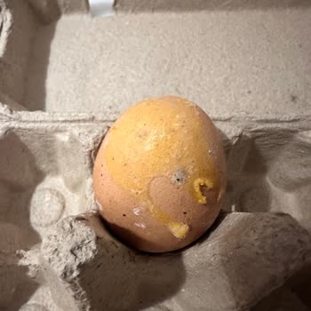 Türem Organik Yumurta Küflenmiş!