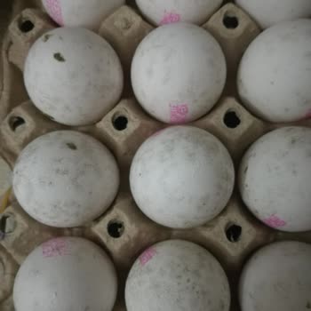 Çağrı Market Küflü Yumurta