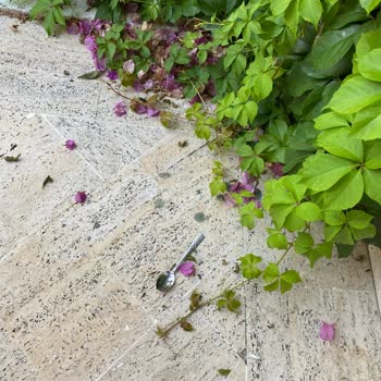 Belkon Belek Hotel Kalitesiz Hizmet