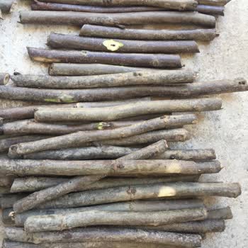 Bursatarım Market Ceviz Aşı Kalemi