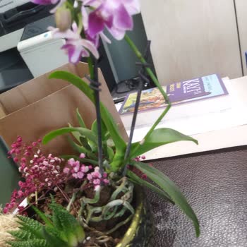 Çiçek Sepeti'nden Çiçeğim Bozuk Geldi