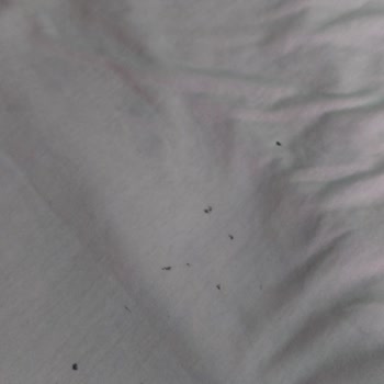 Modanistnbl (Instagram) Alışveriş Giyim