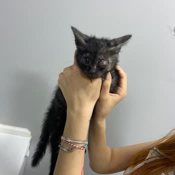 Bağcılar Belediyesi Veteriner Sorumsuzluğu Hayvanları Öldürüyor