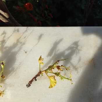 Zengarden Ölü Fidelerin Değiştirilmemesi