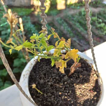 Zengarden Ölü Fidelerin Değiştirilmemesi