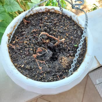 Zengarden Ölü Fidelerin Değiştirilmemesi