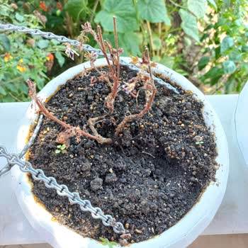 Zengarden Ölü Fidelerin Değiştirilmemesi