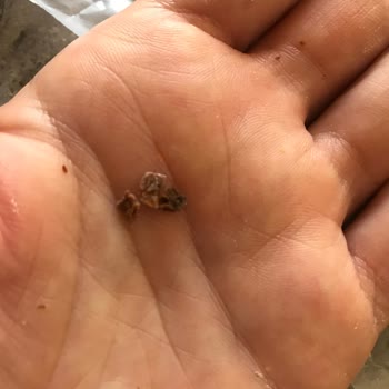 Nimet Gıda Üründen Yabancı Cisim Çıkması