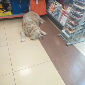 Migros Market İçerisinde Sokak Köpekleri Yatıyor