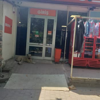 Migros Market İçerisinde Sokak Köpekleri Yatıyor