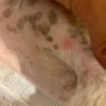 Madam Yorki Pet Kuaför Köpeğin Vücudundaki Kesikler!