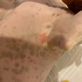 Madam Yorki Pet Kuaför Köpeğin Vücudundaki Kesikler!