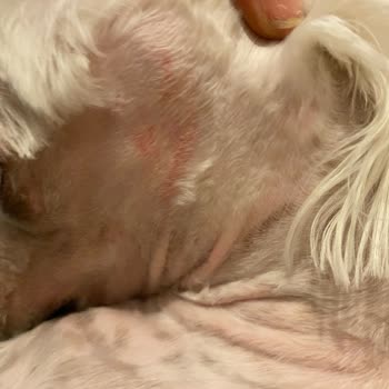 Madam Yorki Pet Kuaför Köpeğin Vücudundaki Kesikler!