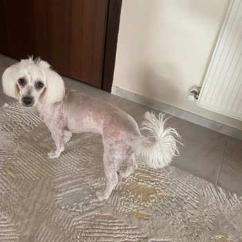 Madam Yorki Pet Kuaför Köpeğin Vücudundaki Kesikler!