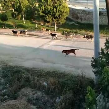 Meram Belediyesi Grup Halinde Gezen 15 Köpek!