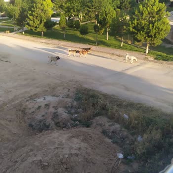 Meram Belediyesi Grup Halinde Gezen 15 Köpek!