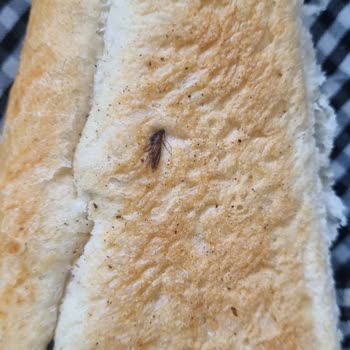 Paşadayı Fırıncılık (Kayseri) Ekmekten Böcek Çıktı