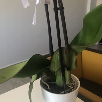 ÇiçekSepeti Çiçek Sepetinin Solmuş Çiçekleri