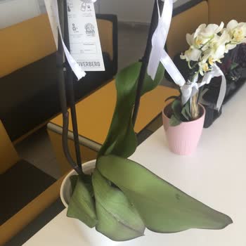 ÇiçekSepeti Çiçek Sepetinin Solmuş Çiçekleri