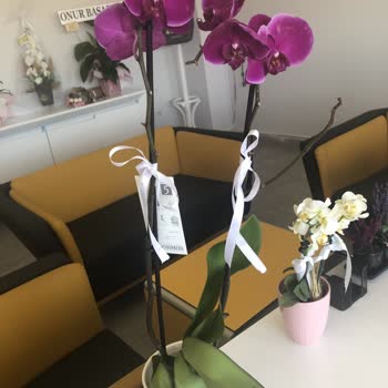 ÇiçekSepeti Çiçek Sepetinin Solmuş Çiçekleri