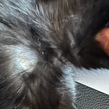 KingVet Veteriner Kliniği Şikayeti