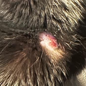 KingVet Veteriner Kliniği Şikayeti