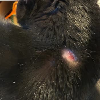 KingVet Veteriner Kliniği Şikayeti