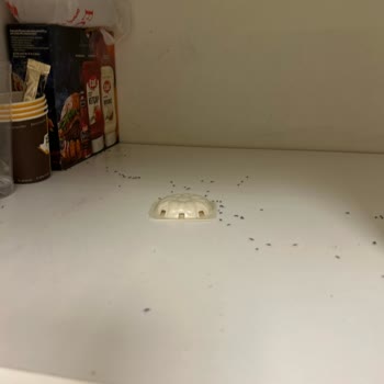 Raid Karınca Yemi İşe Yaramıyor