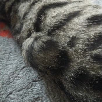 Pasteur Veteriner Para Yetersiz Kaldığı İçin Sokak Kendisine Bakmadılar