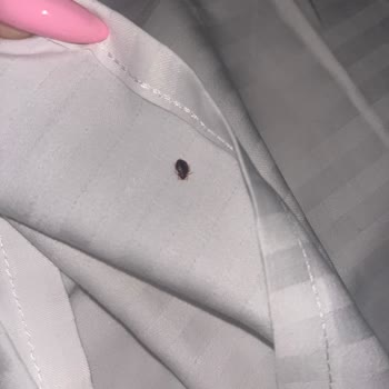 Cityloft 161 Yatak Böceği